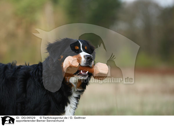 apportierender Berner Sennenhund / retrieving Bernese Mountain Dog / DG-06529