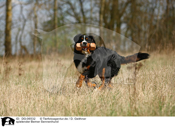 spielender Berner Sennenhund / playing Bernese Mountain Dog / DG-06532