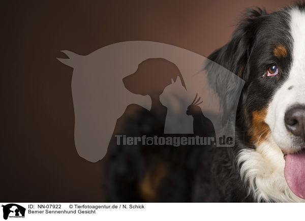 Berner Sennenhund Gesicht / Bernese Mountain Dog face / NN-07922