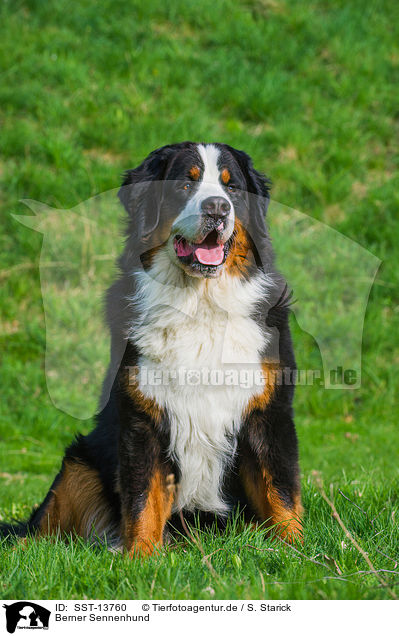 Berner Sennenhund / Bernese Mountain Dog / SST-13760