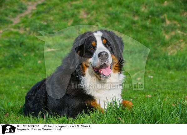 liegender Berner Sennenhund / lying Bernese Mountain Dog / SST-13761