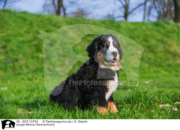 junger Berner Sennenhund / young Bernese Mountain Dog / SST-13763