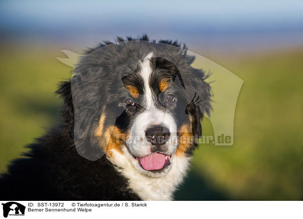 Berner Sennenhund Welpe / SST-13972