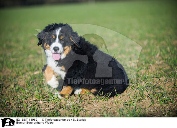 Berner Sennenhund Welpe / Bernese Mountain Dog Puppy / SST-13982