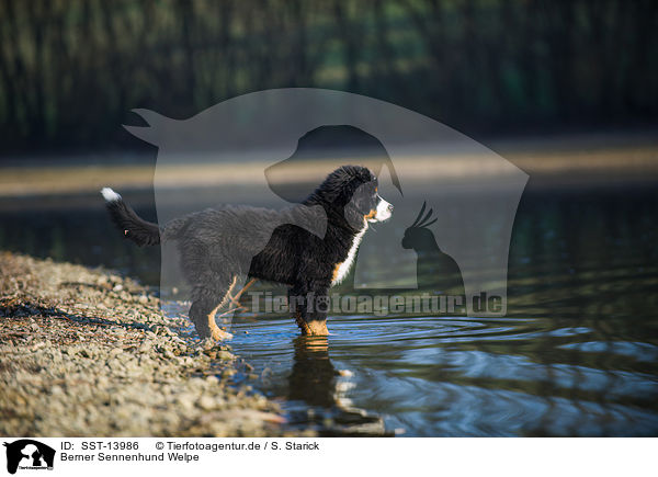 Berner Sennenhund Welpe / Bernese Mountain Dog Puppy / SST-13986