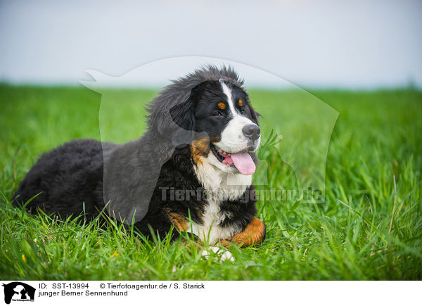 junger Berner Sennenhund / young Bernese Mountain Dog / SST-13994