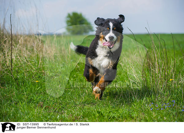 junger Berner Sennenhund / young Bernese Mountain Dog / SST-13995