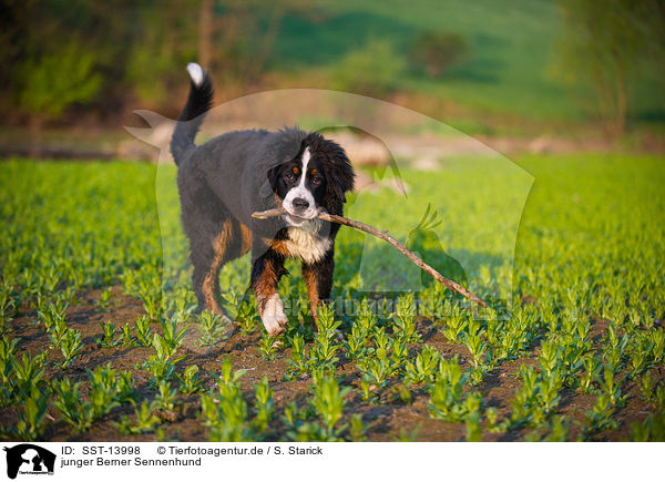 junger Berner Sennenhund / young Bernese Mountain Dog / SST-13998
