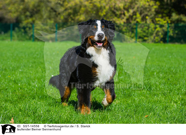 laufender Berner Sennenhund / walking Bernese Mountain Dog / SST-14558