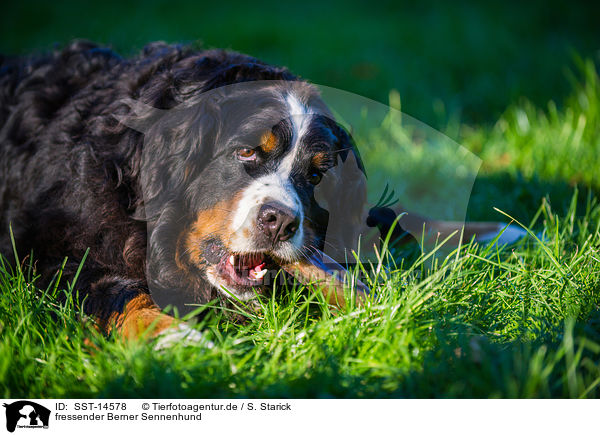 fressender Berner Sennenhund / eating Bernese Mountain Dog / SST-14578