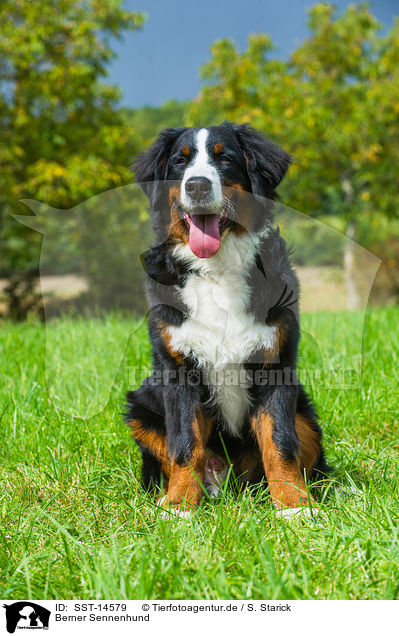 Berner Sennenhund / Bernese Mountain Dog / SST-14579