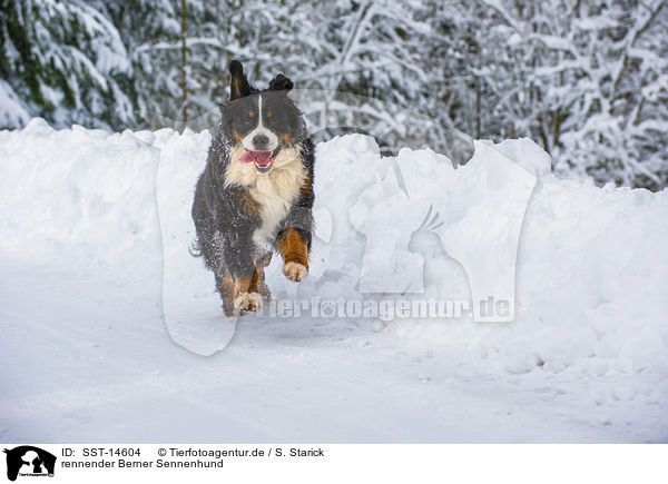 rennender Berner Sennenhund / SST-14604