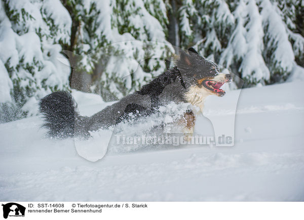 rennender Berner Sennenhund / SST-14608
