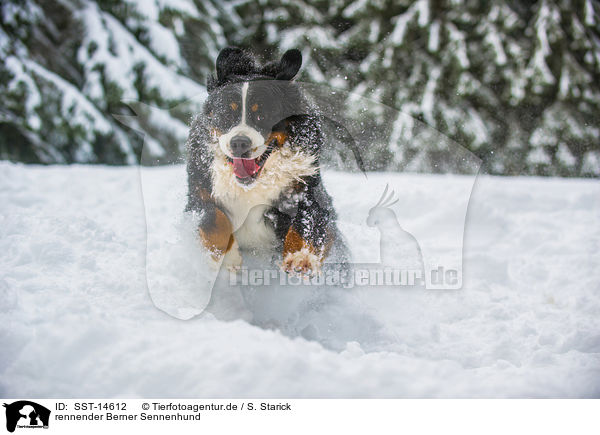 rennender Berner Sennenhund / SST-14612