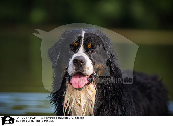 Berner Sennenhund Portrait / SST-15024