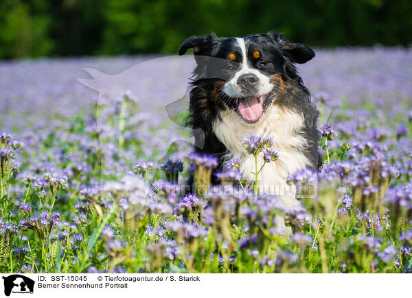 Berner Sennenhund Portrait / SST-15045