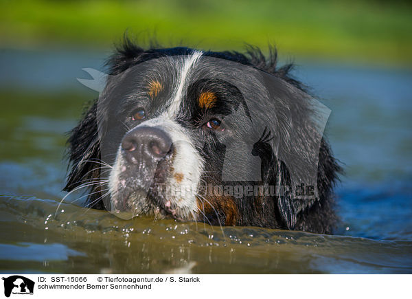 schwimmender Berner Sennenhund / SST-15066