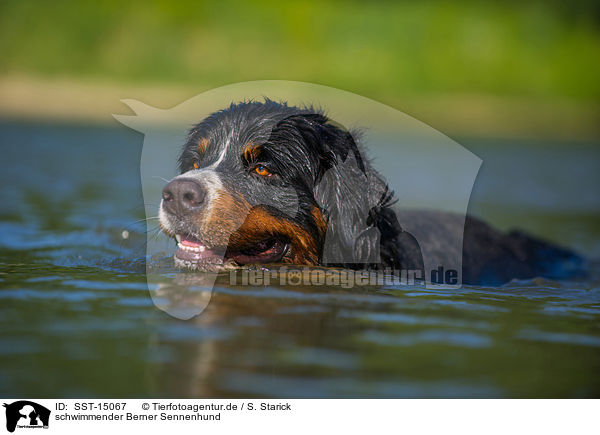 schwimmender Berner Sennenhund / SST-15067
