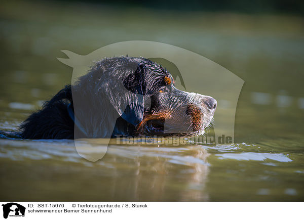 schwimmender Berner Sennenhund / SST-15070