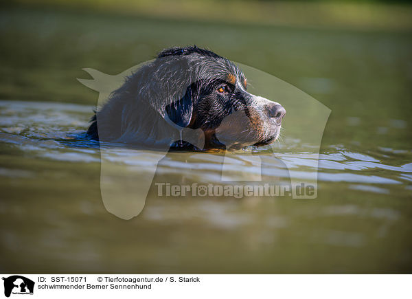 schwimmender Berner Sennenhund / SST-15071