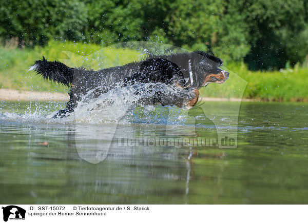 springender Berner Sennenhund / SST-15072