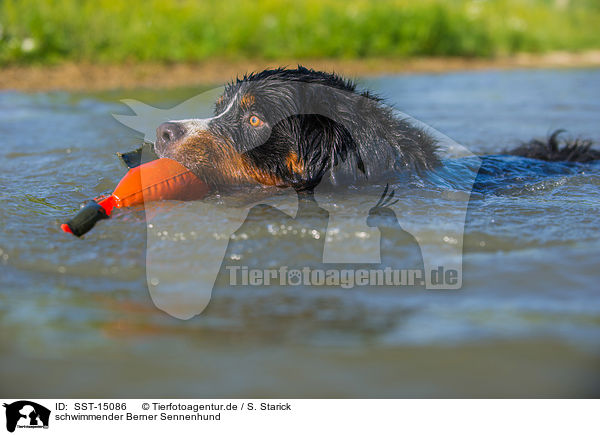 schwimmender Berner Sennenhund / SST-15086