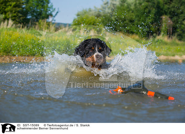 schwimmender Berner Sennenhund / SST-15089