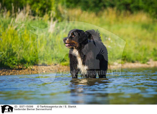 badender Berner Sennenhund / bathing Bernese Mountain Dog / SST-15099