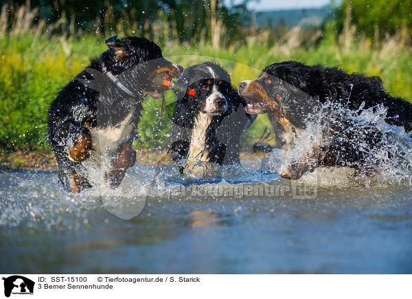 3 Berner Sennenhunde / 3 Bernese Mountain Dogs / SST-15100