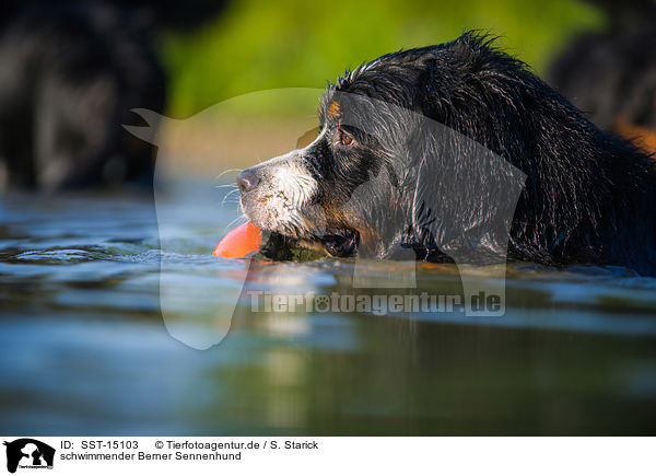 schwimmender Berner Sennenhund / swimming Bernese Mountain Dog / SST-15103
