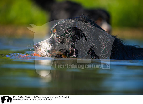 schwimmender Berner Sennenhund / swimming Bernese Mountain Dog / SST-15104