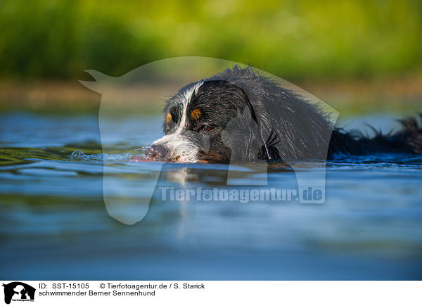 schwimmender Berner Sennenhund / swimming Bernese Mountain Dog / SST-15105