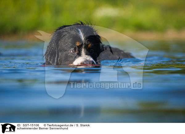 schwimmender Berner Sennenhund / swimming Bernese Mountain Dog / SST-15106