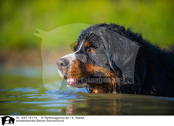 schwimmender Berner Sennenhund / swimming Bernese Mountain Dog / SST-15113