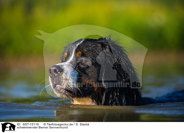 schwimmender Berner Sennenhund / swimming Bernese Mountain Dog / SST-15116