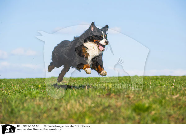 rennender Berner Sennenhund / running Bernese Mountain Dog / SST-15118