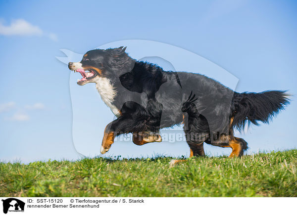 rennender Berner Sennenhund / running Bernese Mountain Dog / SST-15120