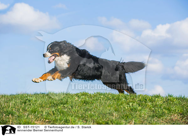 rennender Berner Sennenhund / running Bernese Mountain Dog / SST-15121