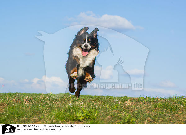 rennender Berner Sennenhund / running Bernese Mountain Dog / SST-15122