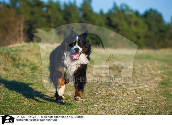 rennender Berner Sennenhund / running Bernese Mountain Dog / SST-15124