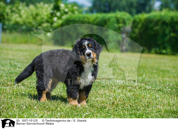Berner Sennenhund Welpe / Bernese Mountain Dog Puppy / SST-15125