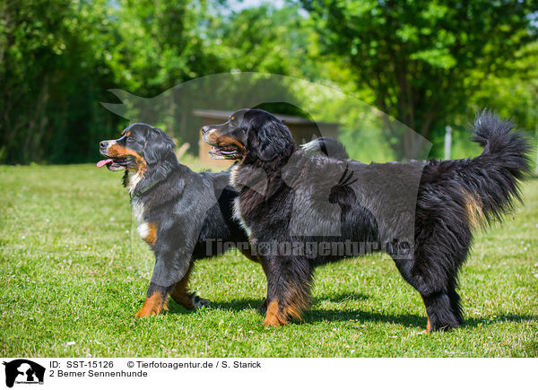 2 Berner Sennenhunde / 2 Bernese Mountain Dogs / SST-15126