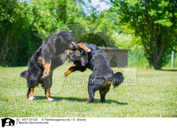 2 Berner Sennenhunde / 2 Bernese Mountain Dogs / SST-15128