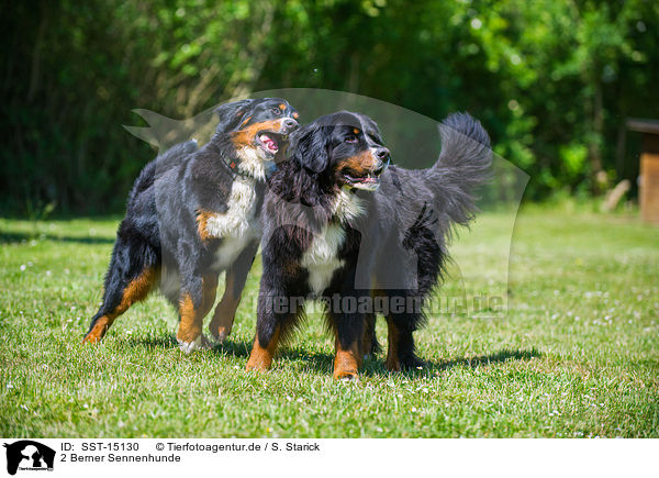 2 Berner Sennenhunde / 2 Bernese Mountain Dogs / SST-15130