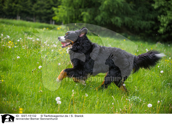 rennender Berner Sennenhund / running Bernese Mountain Dog / SST-15132