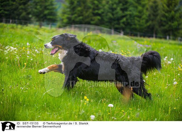 rennender Berner Sennenhund / running Bernese Mountain Dog / SST-15133