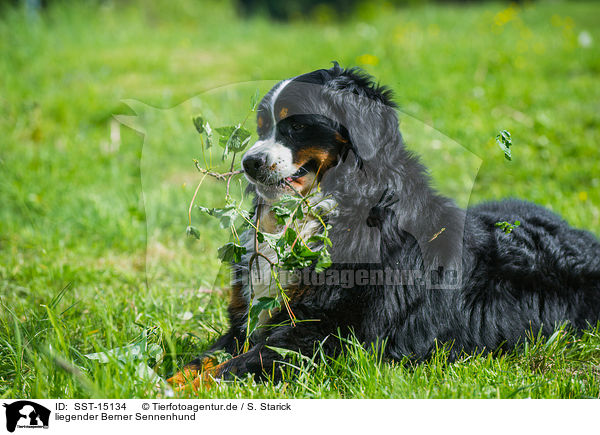liegender Berner Sennenhund / lying Bernese Mountain Dog / SST-15134