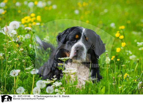Berner Sennenhund Portrait / Bernese Mountain Dog Portrait / SST-15136