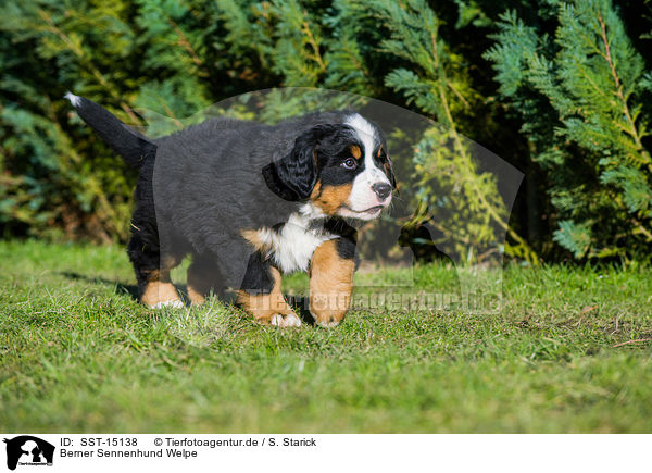 Berner Sennenhund Welpe / Bernese Mountain Dog Puppy / SST-15138