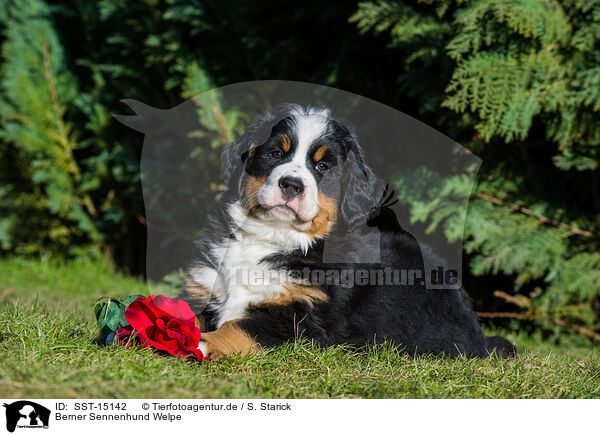 Berner Sennenhund Welpe / Bernese Mountain Dog Puppy / SST-15142